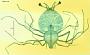 Scyllarus sp.