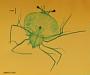 Scyllarus sp.