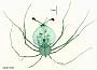 Scyllarus sp.