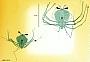 Scyllarus sp.