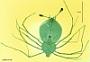 Scyllarus sp.