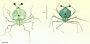Scyllarus sp.