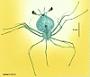 Scyllarus sp.