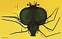 Scyllarus sp.