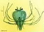 Scyllarus sp.
