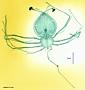 Scyllarus sp.