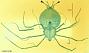 Scyllarus sp.
