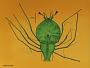 Scyllarus sp.