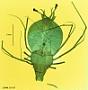 Scyllarus sp.