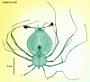 Scyllarus sp.