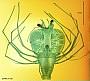 Scyllarus sp.