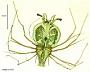 Scyllarus sp.