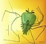 Scyllarus sp.