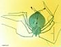 Scyllarus sp.
