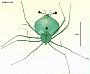 Scyllarus sp.