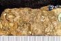 Scyllium planidens Williston