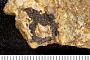 Scyllium planidens Williston