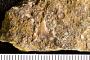 Scyllium rugosum Williston