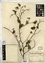 Securidaca sylvestris Schltdl.