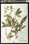 Seemannia sylvatica (Kunth) Hanst.