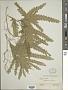 Selaginella parkeri (Hook. & Grev.) Spring