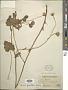 Senecio gracilipes A. Gray