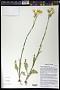 Senecio integerrimus Nutt.