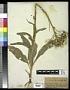 Senecio integerrimus Nutt.