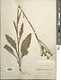Senecio integerrimus var. major (A. Gray) Cronq.