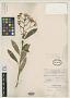 Senecio oblanceolatus Rusby