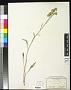 Senecio pudicus Greene