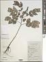 Senna occidentalis (L.) Link
