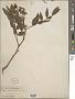 Senna occidentalis (L.) Link