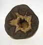 Septarian nodule