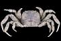 Sesarminae