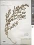 Sesuvium parviflorum DC.