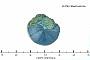 Shattuckite