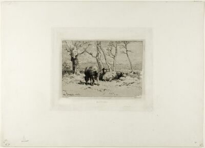 Sheep