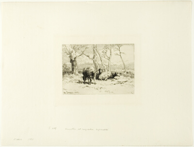 Sheep and Five Trees