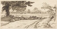 Sheep at Noon