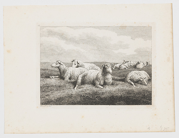 Sheep