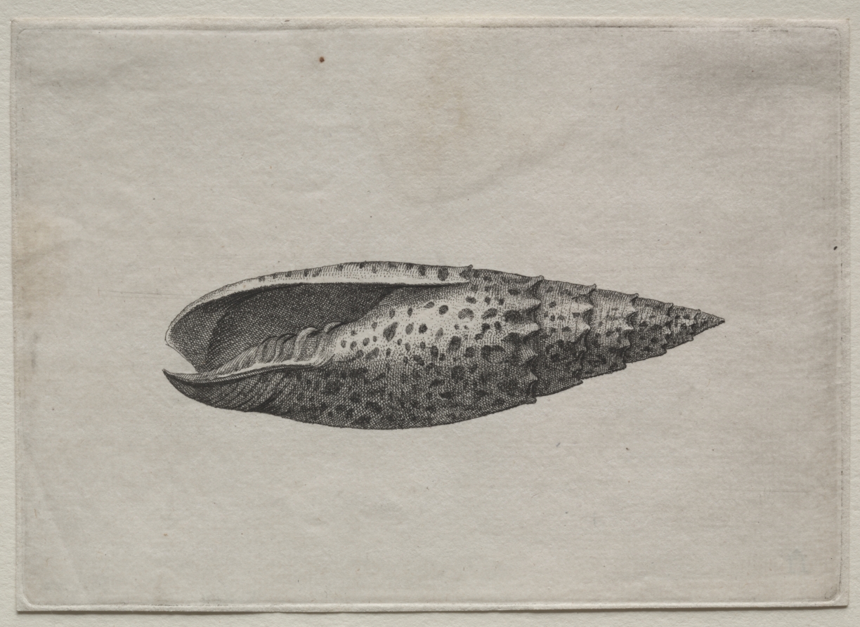 Shells:  Mitra papalis L