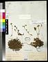 Sibbaldia procumbens L.