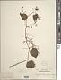 Sicydium thamnifolium Cogn.