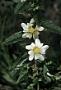 Sida acuta Burm. f.