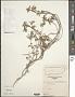 Sida ciliaris L.