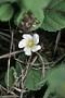 Sida jamaicensis L.