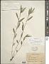 Sida linearis Cav.