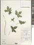 Sida sp.