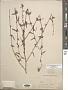 Sida spinosa L.